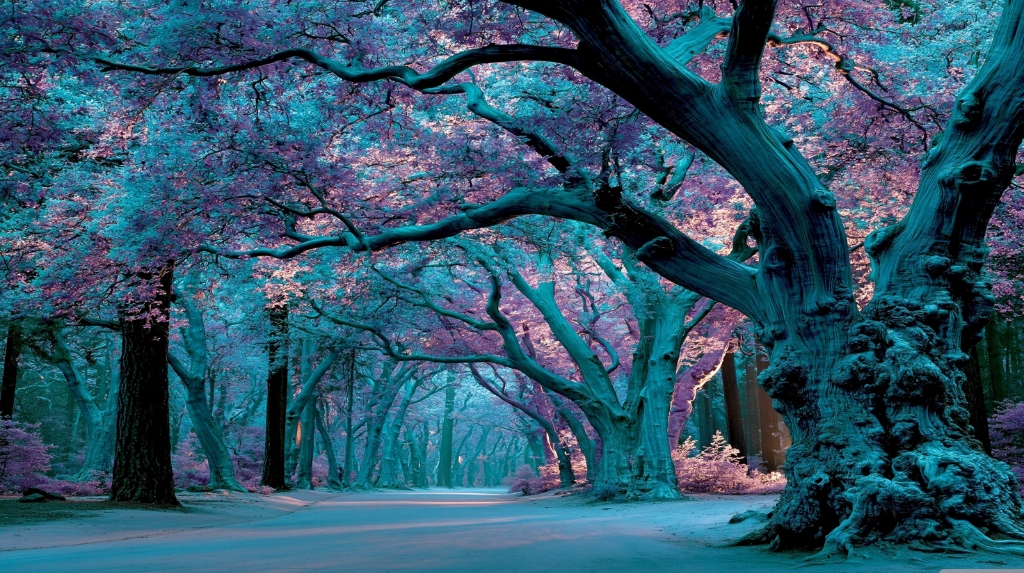 Teal and Purple Magic Forest Path